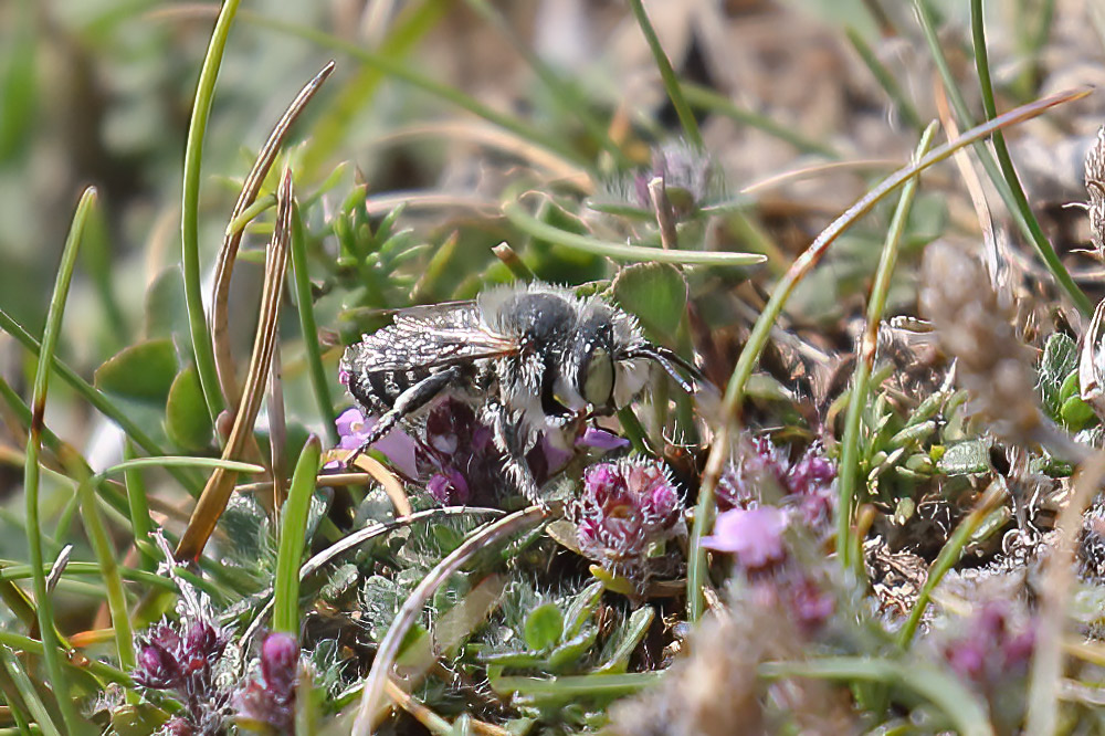Megachile leachella